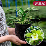 帝王妃兰花整盆发货妃矮种金边兰盆栽花浓香型常青室内绿植好 凤凰冠(浓香型) 去盆发货 +肥 6苗以上