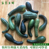 尤乐嘉老品种菜南瓜新鲜蔬菜时令倭瓜嫩南瓜窝瓜包饺子做馅南瓜5斤10斤 净重5斤