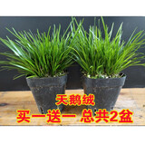 碧候兰园微型盆景金钱菖蒲苗黄金姬虎须随手香苗绿植水培迷你小盆栽兰花草 2盆天鹅绒菖蒲