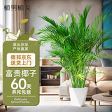 植男植女富贵椰子客厅绿植散尾葵大型绿植凤尾竹室内盆栽夏威夷竹源头直发