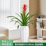 绿韵花田【两小时达】发财树鸿运当头天堂鸟大型绿植公司门口乔迁送礼 单株鸿运当头