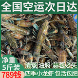 澳洲鲜活小龙虾超大特大淡水养殖清水蓝龙虾一两以上（干净免刷） 789钱5斤装（一斤大概11-13只）