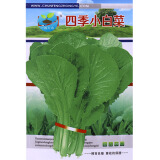 一播大地四季大叶香菜 蔬菜种子四季小白菜蔬菜阳台菜园种子盆栽高出芽率 四季小白菜种子20克原包装1袋
