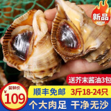 渔吻【活鲜】海捕大海螺鲜活1500g大海螺肉 海鲜水产贝类生鲜烧烤食材 中海螺 1500g （18~24只）