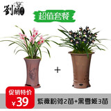 劉閣蘭花四季兰花苗中华红 夏带浓香花苞出售内带多个好养花卉盆栽 紫薇粉荷2苗+黑雪姬3苗