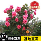 月季村树桩月季苗特大花庭院阳台浓香棒棒糖月季花树苗大花四季开花树苗 树桩月季粉红佳人粗1.5cm 不含盆
