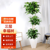 墨一幸福树盆栽大型绿植大棵室内 三层幸福树1.4-1.6m含盆 源头直发
