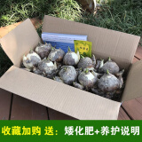 致荟树漳州水仙花种球水培花卉冬季水养福建特产年宵花 水仙球10个 营养液套餐