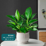 绿有意金钻盆栽植物水培绿植花卉多肉办公室内去吸除甲醛铂金钻绿公主 金钻25cm3棵(竖纹陶瓷盆） 含盆