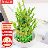 沭之美富贵竹塔水培植物宝塔竹水养竹塔 3层竹塔+白色陶瓷托 源头直发