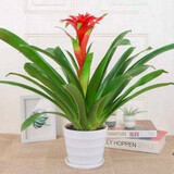 意轩鸿运当头绿植盆栽花卉植物四季开花室内客厅水培植物红星凤梨水养 6年大苗含盆树脂花盆