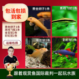 云峰海瑞清洁鱼活体热带鱼观赏鱼水族宠物工具鱼垃圾鱼老鼠鱼鱼缸除藻 除藻大师套餐 共6条