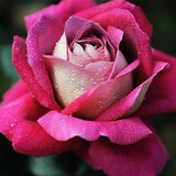 玩冒（WMO）玫瑰花大苗【3株+盆土肥】可自选当年开花大苗盆栽地栽耐寒花卉 妖艳【3棵+盆土肥】