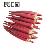 民汇园蔬菜种子家庭园艺四季种阳台盆栽组合套餐简单易种菜种籽 红秋葵30粒