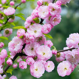 红梅花树苗盆栽庭院地栽浓香梅花苗花卉植物腊梅室内外耐寒绿植盆景 榆叶梅主杆粗3厘米，苗总高80厘米左右 不含盆