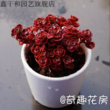 多肉植物精品组合多肉花盆迷你盆栽办公室多肉 酒红色 小球玫瑰15头