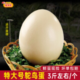 桃李旺（taoliwang）新鲜现捡鸵鸟蛋 不可孵化鸵鸟蛋 食用超大蛋可 鲜蛋 现杀鸵鸟肉 【1.5kg左右】整个鸵鸟蛋