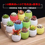 急兔多肉植物含盆多肉植物绿植盆栽10个肉10个塑料石丸盆土源头直发