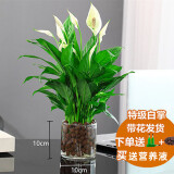 绿有意白掌盆栽一帆风顺水培植物室内好养花卉绿植水养四季开花植物盆栽 【水培款】白掌8株左右+【圆柱玻 含盆