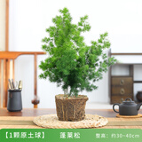 花翁蓬莱松盆栽室内花卉绿植物办公室桌面四季常青迎客松盆景源头直发