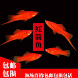 朴彩（PUCAI）红箭鱼招财鱼红米奇胎生鱼小型观赏热带红剑鱼好养耐活鱼包活 3-5cm红箭5条(未出剑)