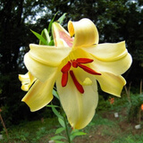 周金祥进口香水百合种球带芽四季绿植盆栽花卉室内外阳台花苗大种球