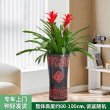 绿韵花田【两小时达】发财树鸿运当头天堂鸟大型绿植公司门口乔迁送礼 双株鸿运当头