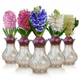 花无痕 风信子套装 百合种球 幼儿园水培套装四季花卉盆栽室内观花植物 颜色随机塑料瓶套装