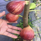 尔澜2cm当年结果波姬红无花果树苗无花果苗露天种植水果苗木源头直发