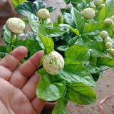 虎头茉莉 白茉莉 双色茉莉 绿植花卉室内盆栽花卉盆栽白色茉莉花卉 虎头茉莉5年