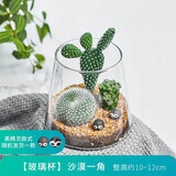 绿荫巷子多肉植物仙人掌盆栽肉肉室内桌面创意绿植小盆栽带盆 【沙漠角植物一套】火山瓶含摆件