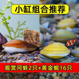 黄金蚬鱼缸专吃鱼屎粪便冷水观赏淡水鱼冷水鱼清理净水黄金河蚌 小缸推荐 黄金组合