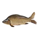 鲜活黄金鲫鱼400-500g/条