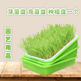 凤鸣雅世豆芽菜小麦草萝卜豌豆松柳香椿无土栽培芽苗菜种子榨汁小麦草种子 园艺用品芽苗盘育苗盘种植盘一个
