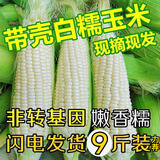 顾果鲜广西白糯牛奶玉米9斤新鲜现摘黏粘棒子带皮生苞米甜嫩农家自种 5斤