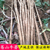 旷古农业牛蒡新鲜5斤兰陵鲜牛膀苍山黄金牛蒡根榨汁蔬菜整箱生鲜根茎类