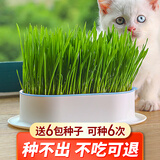 疯狂的主人猫草+6袋小麦种子盆栽无土水培薄荷化去毛球助排毛猫咪零食成幼猫