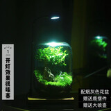 生命之树苔藓微景观桌面生态瓶免打理办公室盆栽真植物耐养礼物 小叶赤楠+植物灯