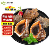 皮小鲜【鲜活发货】青岛大海螺鲜活1500g海鲜贝类生鲜 鲜活海螺肉送芥末 超大海螺 1500g （共9-12只）