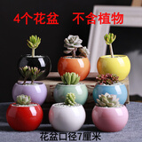 迎虞花苑新手带盆多肉植物盆栽套餐绿植盆景组合活动批发 4个圆球花盆+土（不含植物