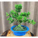 小叶雀舌黄杨盆景树桩黄杨盆栽 名贵老桩树苗 皱皮室内造型熟桩 造型黄杨30-35cm 含盆-品质发货