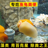 黄金除藻螺冷水淡水螺鱼缸工具螺螺吃鱼粪龟粪擦玻璃吃青苔的神器 黄金螺1-2厘米3只送1只备损