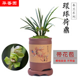 华香园兰花苗环球荷鼎带花苞春兰矮种荷瓣名品幽浓香花卉绿植盆栽 环球荷鼎3苗带花苞  裸根