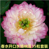 鑫意碗莲种子室内盆栽荷花种子睡莲四季开花水培碗莲花卉种子植物种子 春水开口水培碗莲35粒+营养液 含塑料盆+1支营养液+1包水晶珠