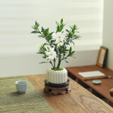 八芽小叶栀子花盆栽开花植物室内桌面茶几好养花卉绿植办公室净化空气 栀子花-陶瓷竖纹盆-紫砂托-圆托 带盆栽好