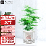 九千谷文竹盆栽绿植花卉室内阳台植物小盆景四季常青早安盆源头直发