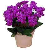 御卉阁蝴蝶兰盆栽室内观花植物客厅阳台带盆栽好花卉四季好养易活绿植 光芒四射蝴蝶兰+透明原盆+原土