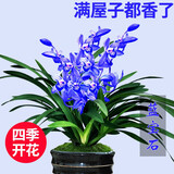 劉閣蘭花超香建兰四季兰当年开花壮苗满屋飘香室内四季常青花卉盆栽草 3苗连体【蓝宝石】带黑色兰花盆