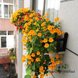 小镇有花  旱金莲种子10克 垂吊旱荷花乌金莲花籽易种爬藤吊兰花卉种子