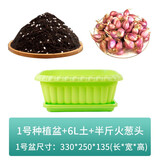 种菜记 四川火葱头种子四季小香葱种头葱种籽火葱红头葱种子苗阳台盆栽 1号种植盆+6L土+半斤葱头